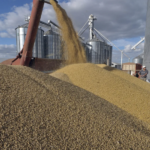 Exportações argentinas de soja com vantagem cambial caíram 57%