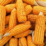 Deral aponta perda de produtividade em áreas de milho no Paraná