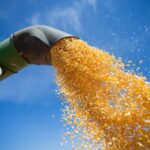 Mato Grosso: insumos elevam custo de produção do milho em quase 28%