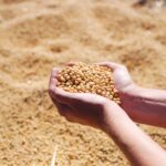 Safra 2023/24: custo para plantar soja em MT está quase 5% menor