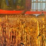 Vendas de máquinas agrícolas têm alta de 19,4% em 2022