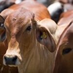 ABPO bate recorde no abate de bovinos em 2022