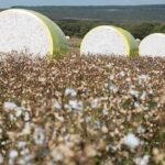 Comercialização de algodão em Mato Grosso segue a passos lentos