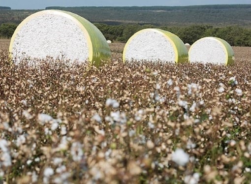 Comercialização de algodão em Mato Grosso segue a passos lentos