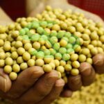 Preços da semente de soja e dos fertilizantes devem cair, diz Imea