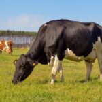 Caso de doença da vaca louca é descoberto na Holanda