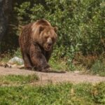Pior gripe aviária registrada nos EUA atinge até ursos