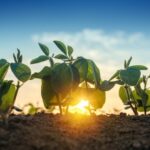 Estratégia de biocombustíveis pode impulsionar plantio de soja, avalia Abiove